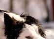 Dealing With Dangerous Dogs