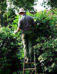 Hedge Height Neighbour Council Complain