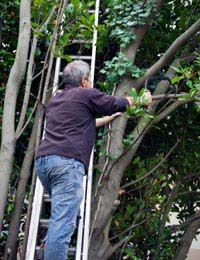 Neighbour Tree Letter Danger Damage