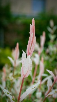 Japanese Knotweed: Who Is Responsible?